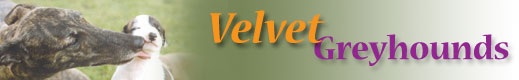 Velvet Greyhounds
